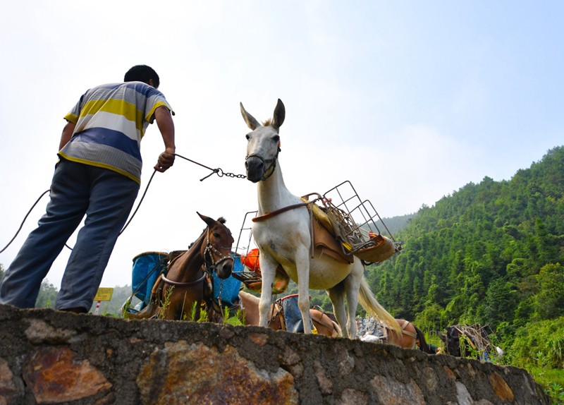 衡阳骡马运输